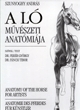 A LÓ MŰVÉSZETI ANATÓMIÁJA