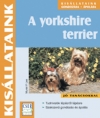 A YORKSHIRE TERRIER - KISÁLLATAINK
