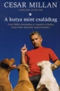A KUTYA MINT CSALÁDTAG